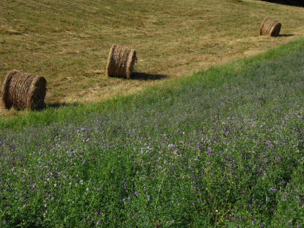 lucerka