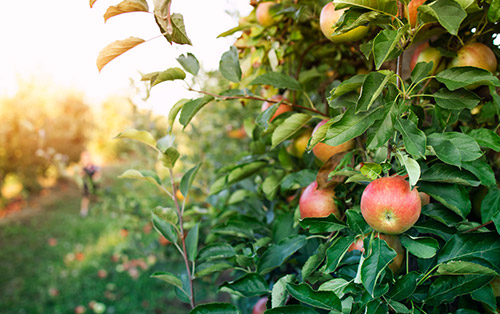 apple orchard n