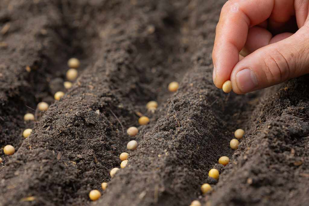 close up picture of hand holding planting the seed of the plant