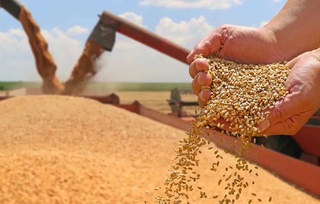 wheat